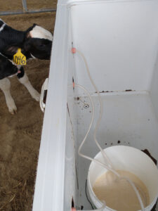 inside freezer with milk line into 5 gallon bucket and calf eating on outside